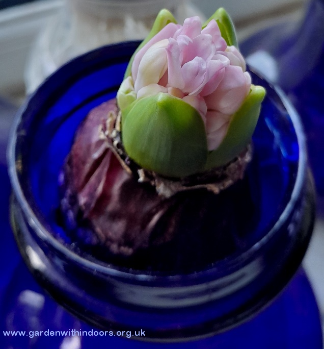 forced hyacinth buds
