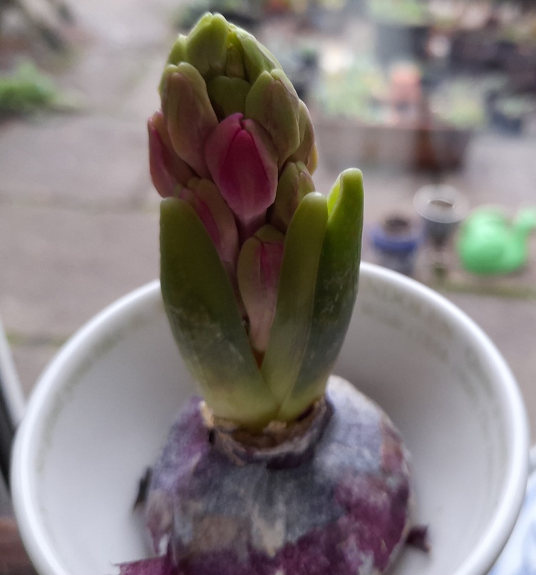 forced hyacinth buds