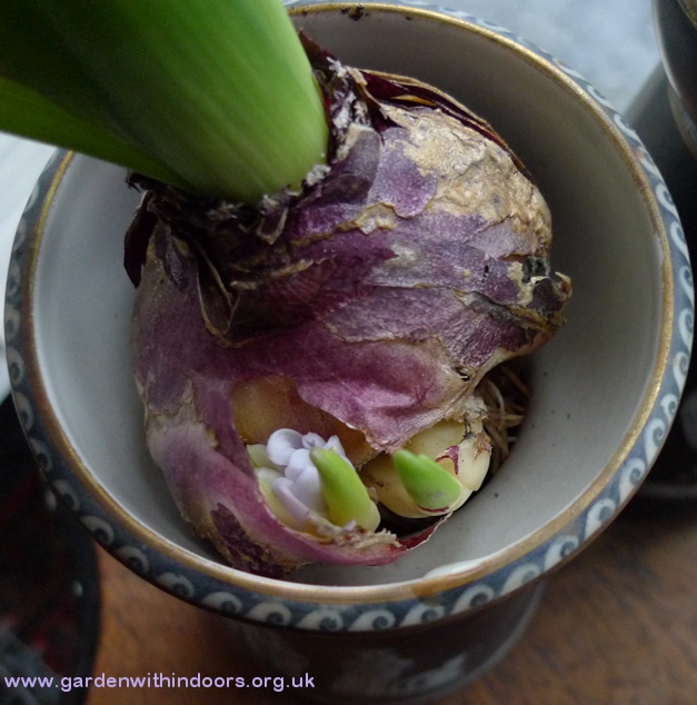 hyacinth bulb with bulblets