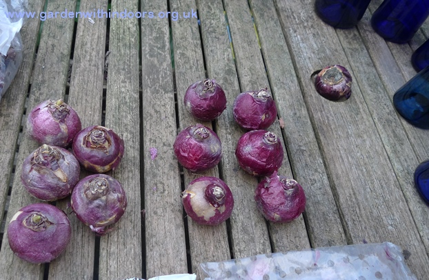hyacinth bulbs