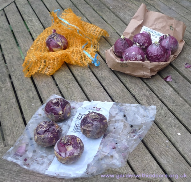 hyacinth bulbs