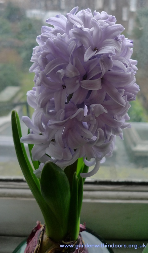 hyacinth flower
