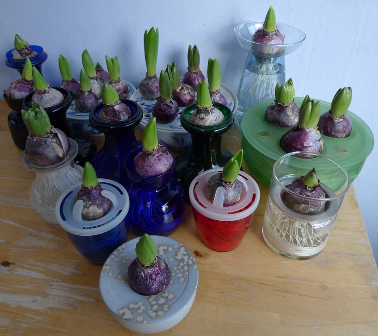 hyacinth vases