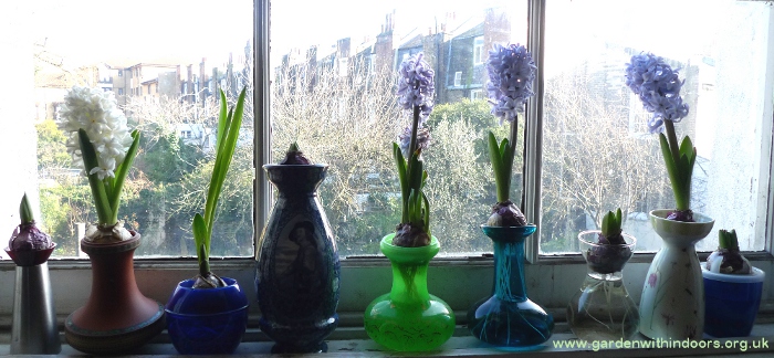 forced hyacinths in hyacinth vases