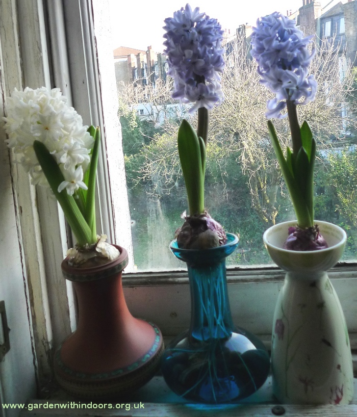 forced hyacinths in hyacinth vases