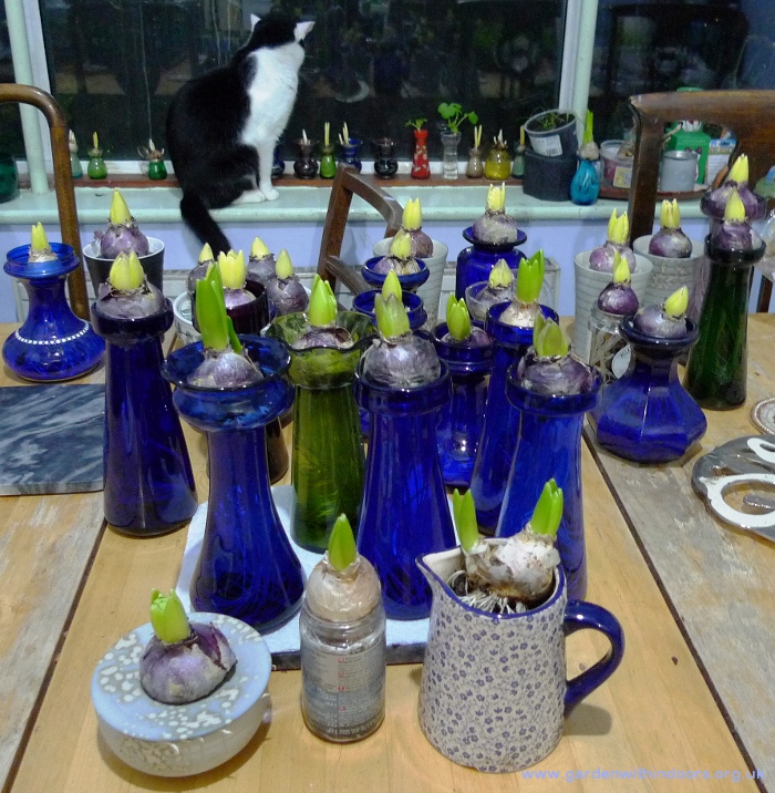 hyacinth vases