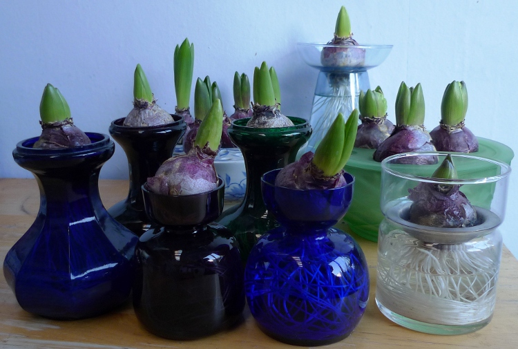 hyacinth vases
