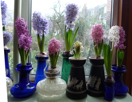 hyacinths