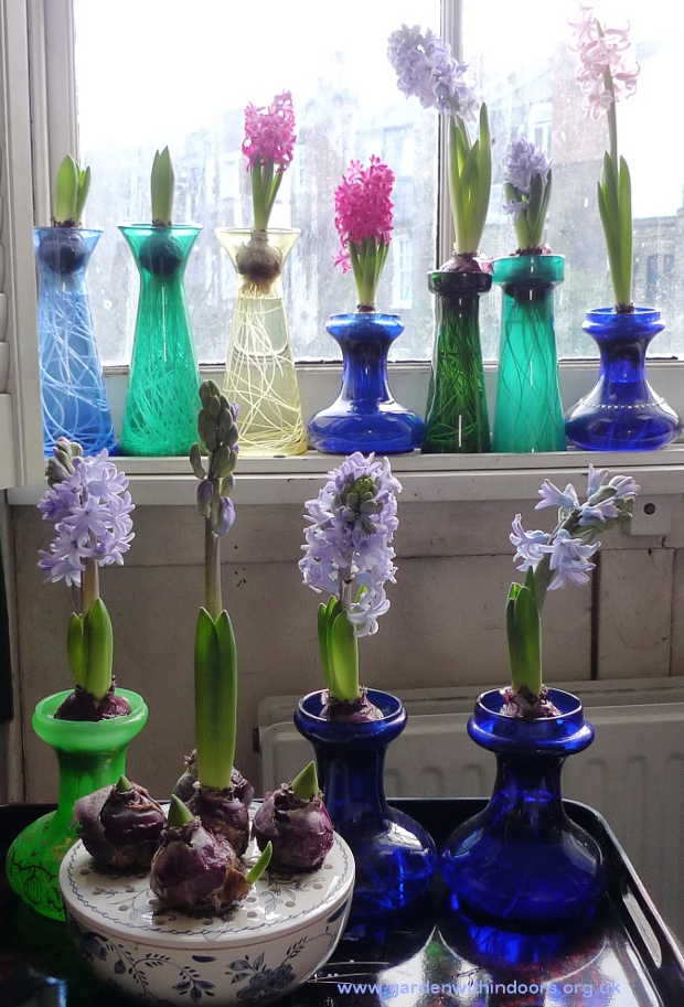 hyacinths in hyacinth vases