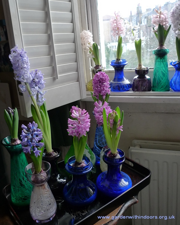 hyacinths in bloom in hyacinth vases