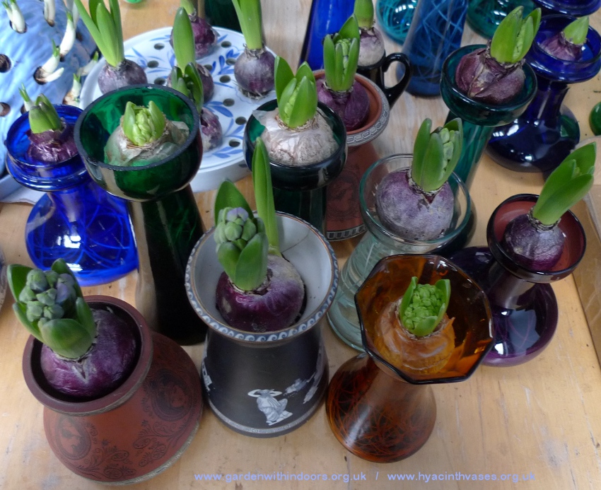 forced hyacinths in bud before Christmas
