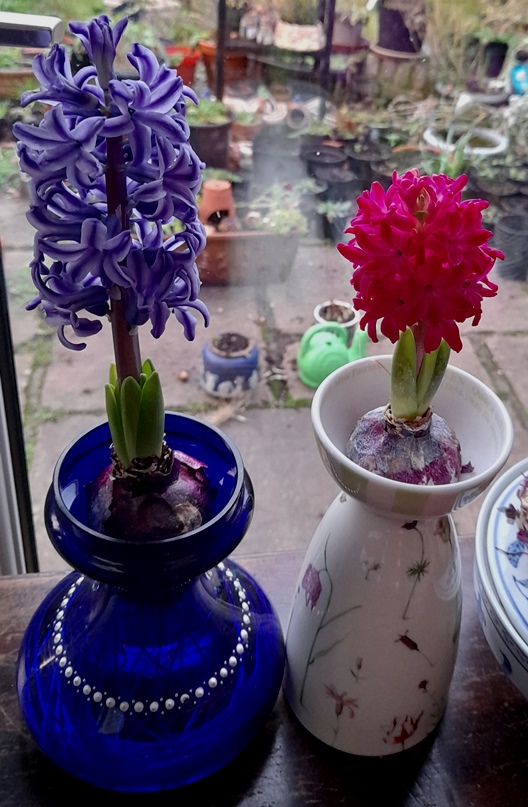 forced hyacinth vase