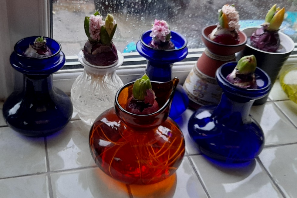 forced hyacinths hyacinth vase