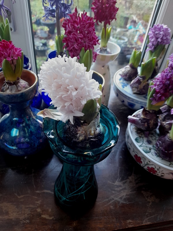 forced hyacinth vases