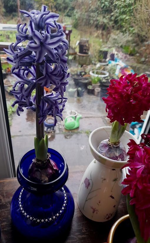 forced hyacinths vases