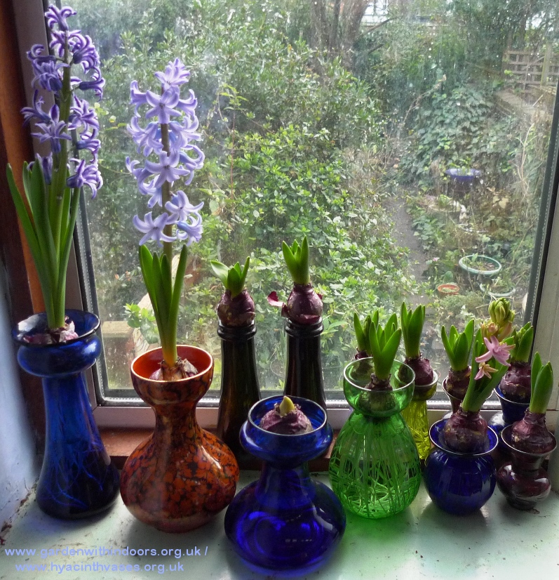 forced hyacinths in hyacinth vases