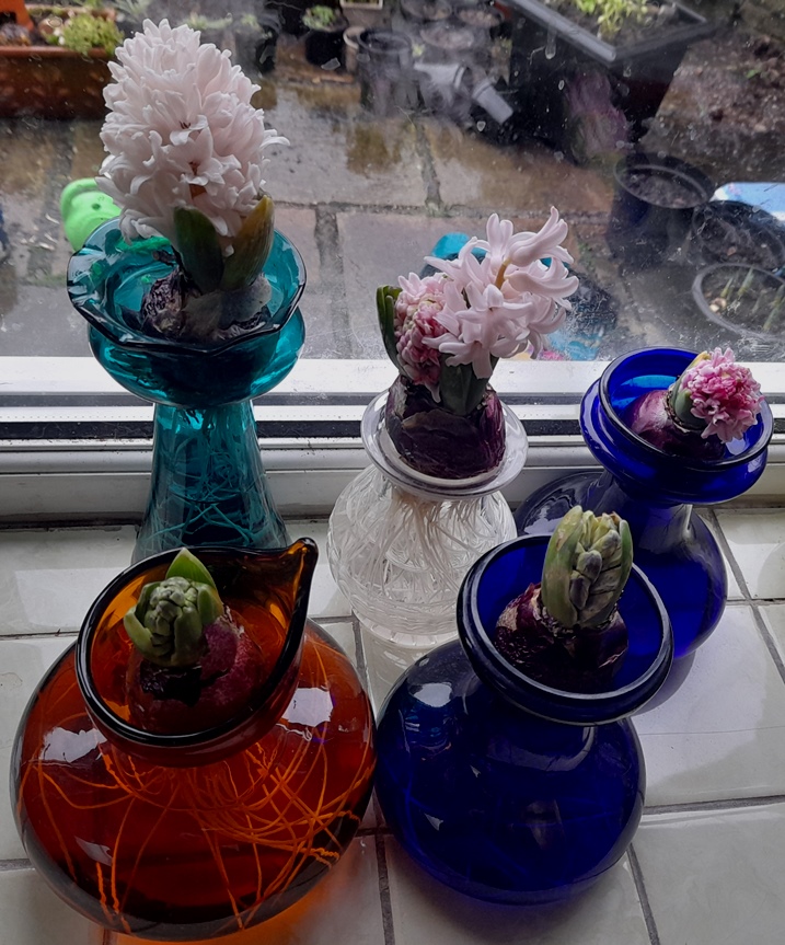 forced hyacinths vase