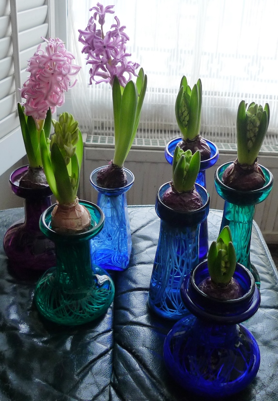 forced hyacinths in hyacinth vases