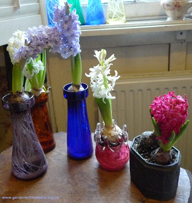 forced hyacinths in hyacinth vases in bloom