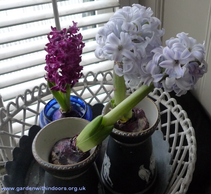 sky jacket hyacinths