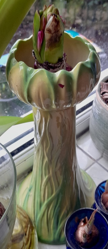 forced hyacinth vase