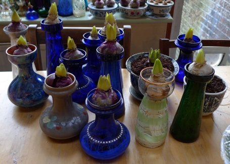 forced hyacinth bulbs