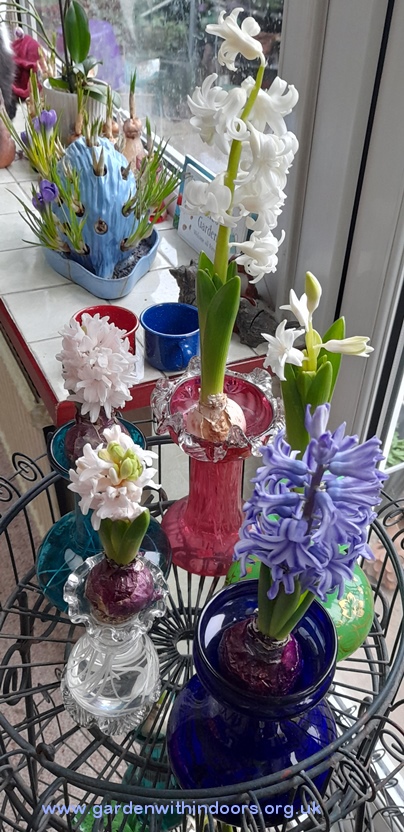 forced hyacinths in hyacinth vases