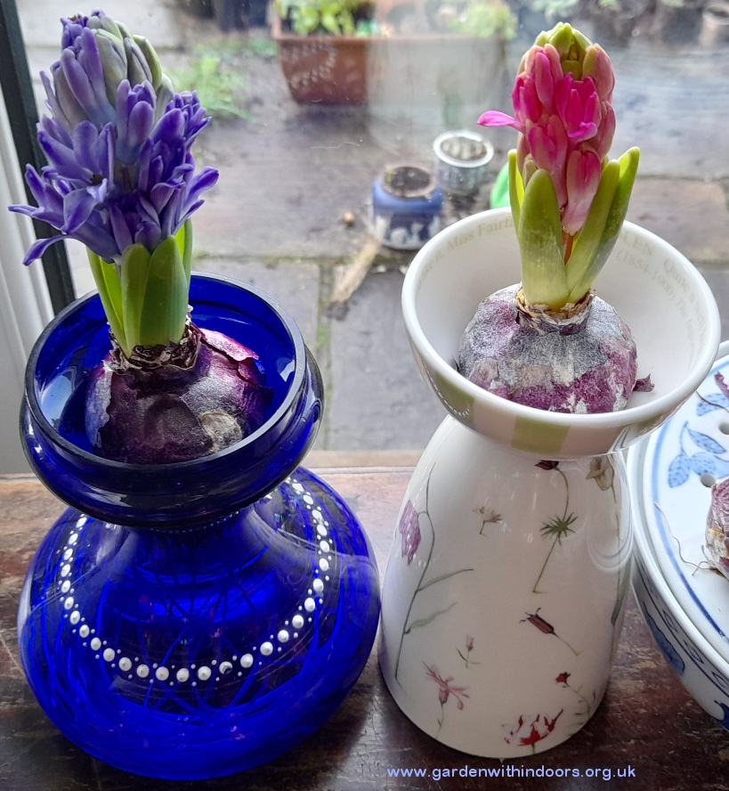 forced hyacinths hyacinth vase