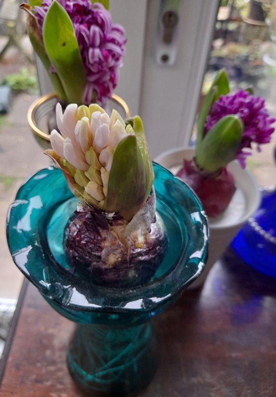 forced hyacinth buds