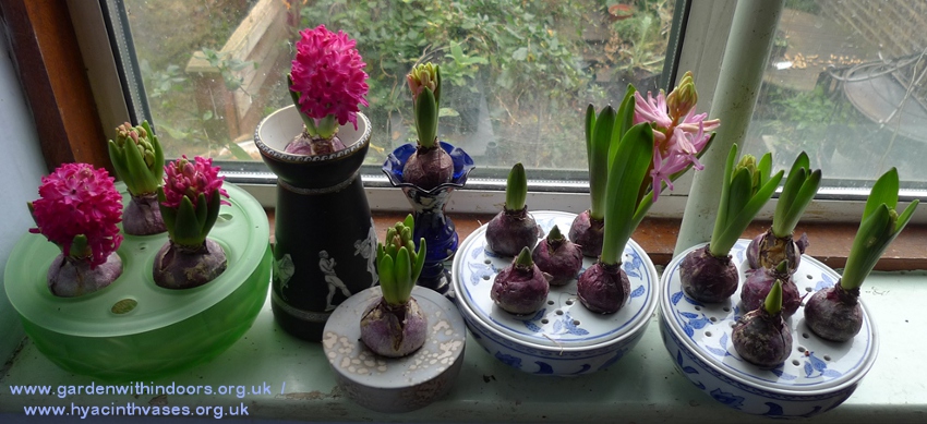 forced hyacinths for Christmas