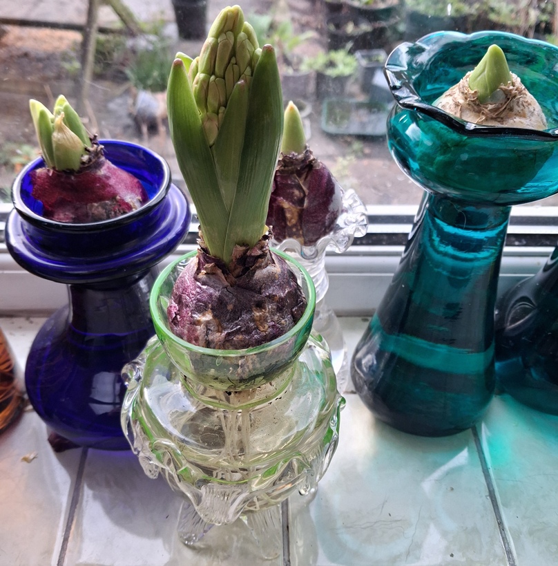 forced hyacinth 
