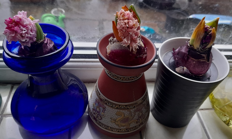 forced hyacinths vases