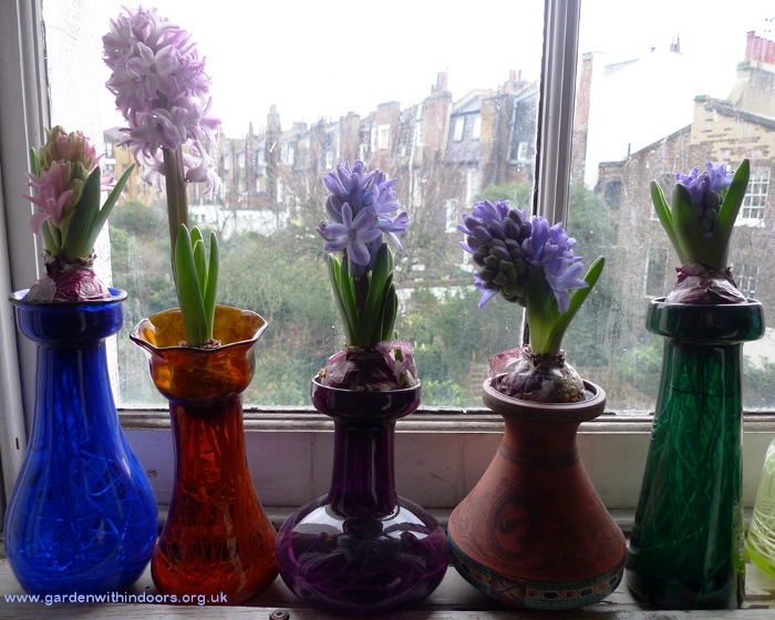 forced hyacinths in hyacinth vases