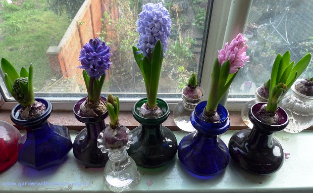 forced hyacinths in hyacinth vases