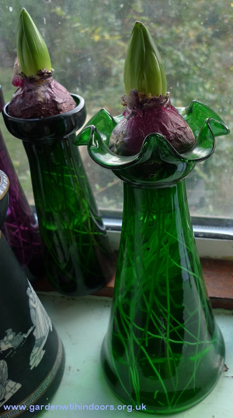 hyacinth bulbs in hyacinth vases