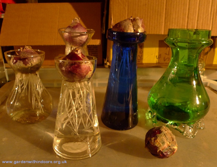 forcing hyacinth bulbs in vases bulbs with roots