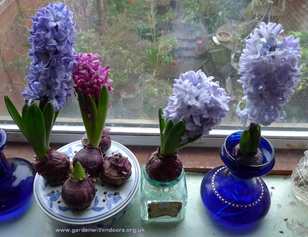forced hyacinths in hyacinth vases