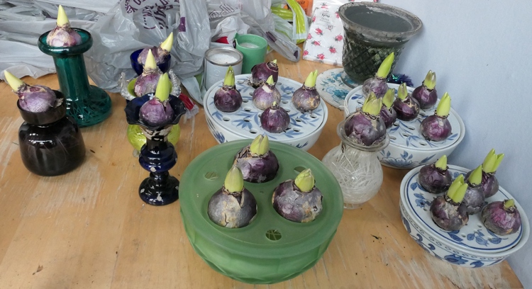 hyacinth vases
