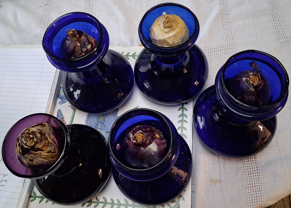 hyacinth vases