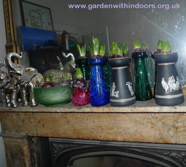 hyacinths in hyacinth vases