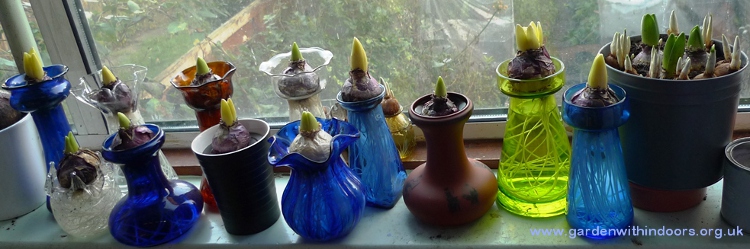 hyacinths in vases