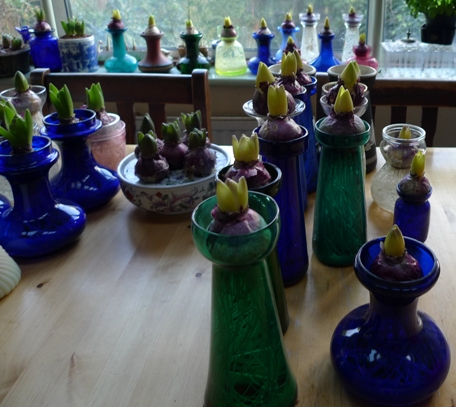 hyacinths out of cellar