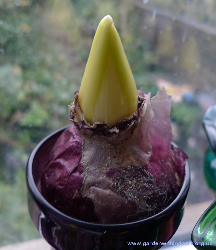 forced hyacinth out of dark for Christmas