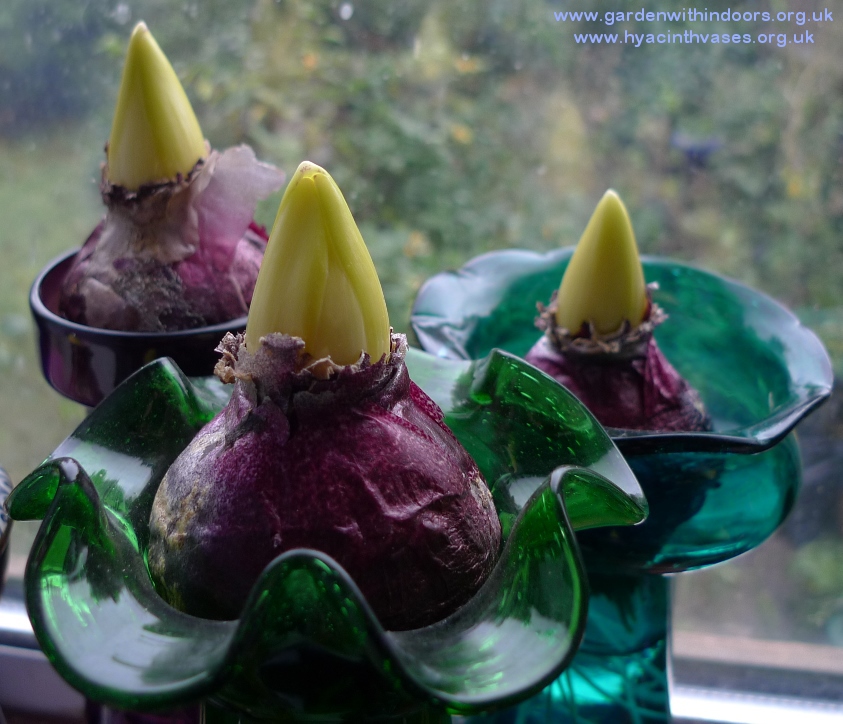 forced hyacinths ready to come out of the dark for Christmas blooming