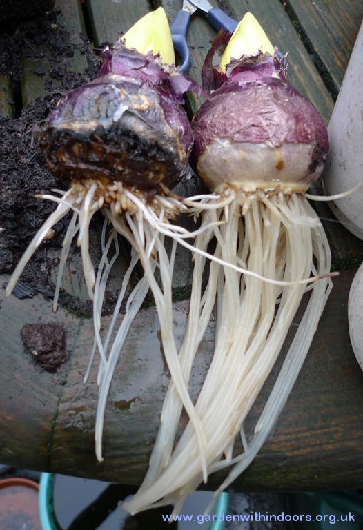 forced hyacinth with rotting roots
