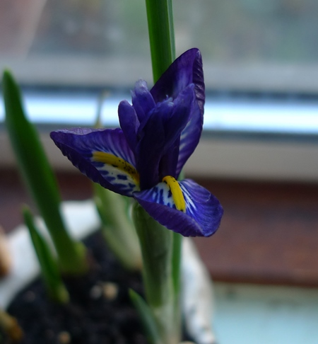 iris 