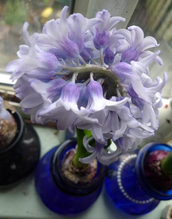 forced Fresco hyacinth