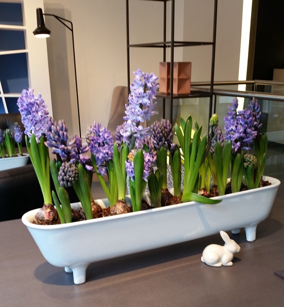 Ligne Roset forced hyacinths