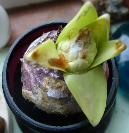 mouldy forced hyacinth buds