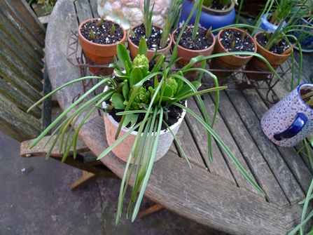 muscari